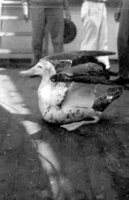 Barque with Albatross on board