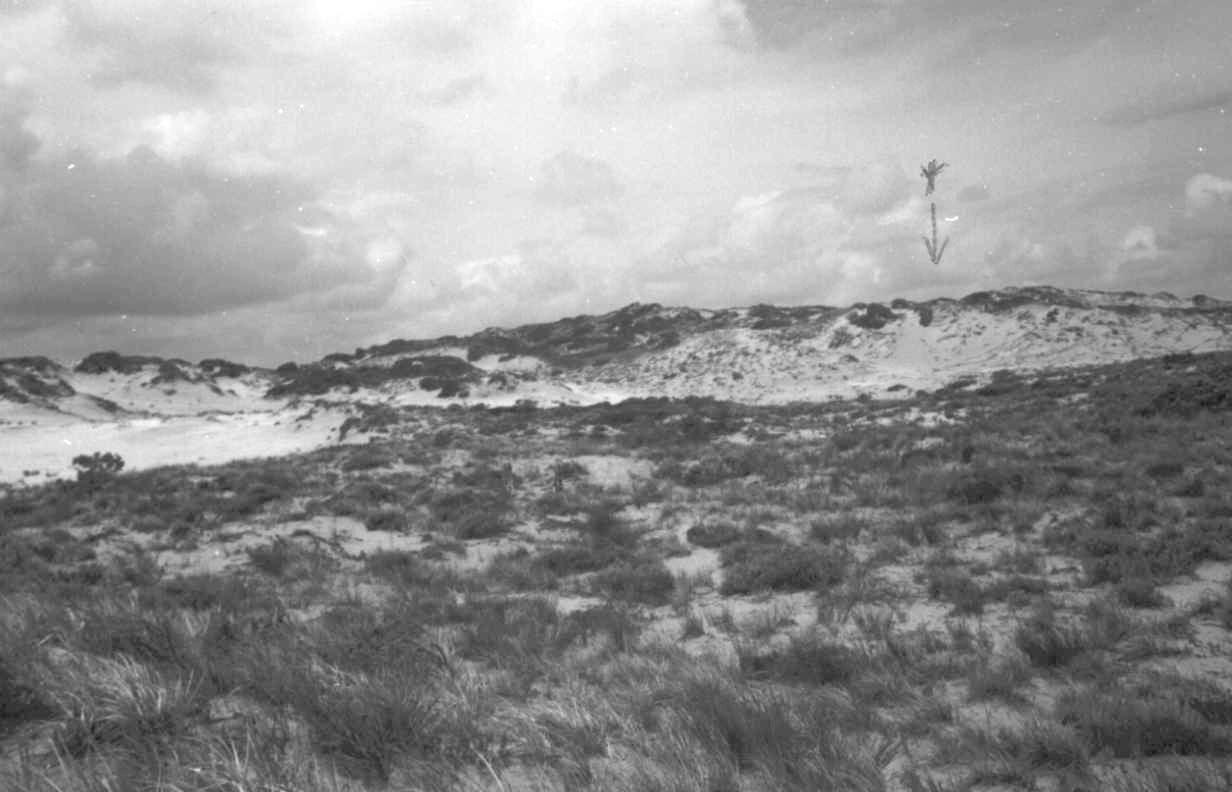 Showing wreckage site of the American schooner - natuiral camophlarg