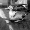 Barque with Albatross on board